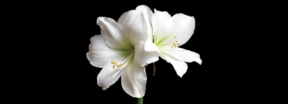 Bet Olam – Arranging The Funeral Bet Olam - Arranging The Funeral