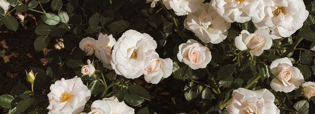 whiteRoses_1100x400